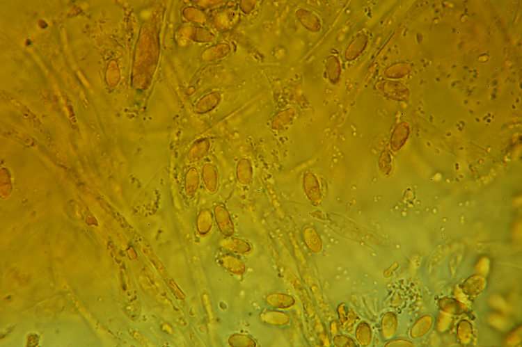 Miniera di Gambatesa32